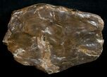 Petrified Wood End Cut - Queensland, Australia #6304-2